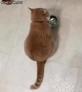 집사, 밥이 없는데？ 밥! 바압!.gif
