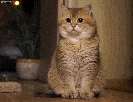 cat-1.gif