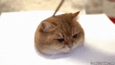 20211225_220826.gif