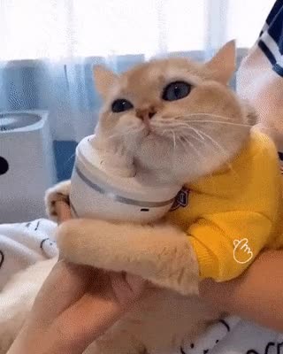 17b2ec5c571223e45.gif