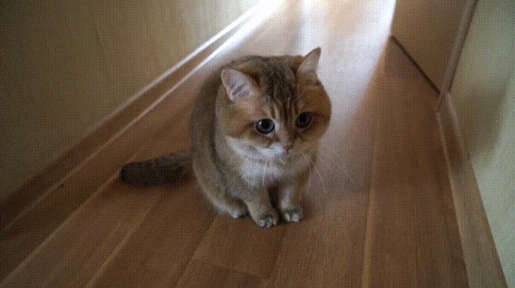 i14335230774.gif