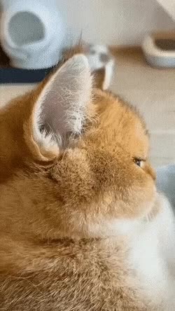 20210517_183738.gif