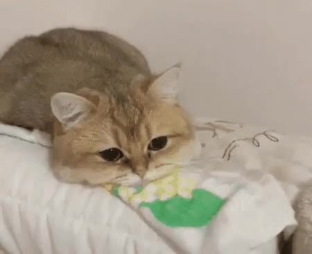 cat.gif