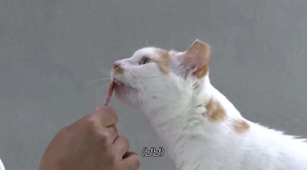강형욱의 충격적인 배신 ㄷㄷ
