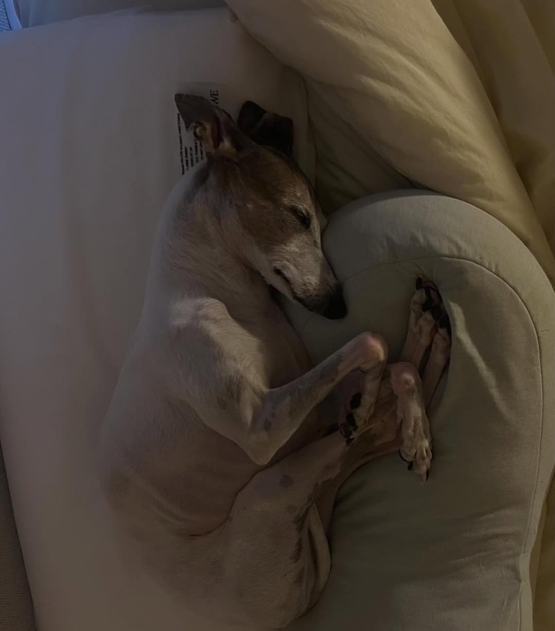 반려견 가가의 암투병에 기도해달라는 조권.jpg 2번째 사진