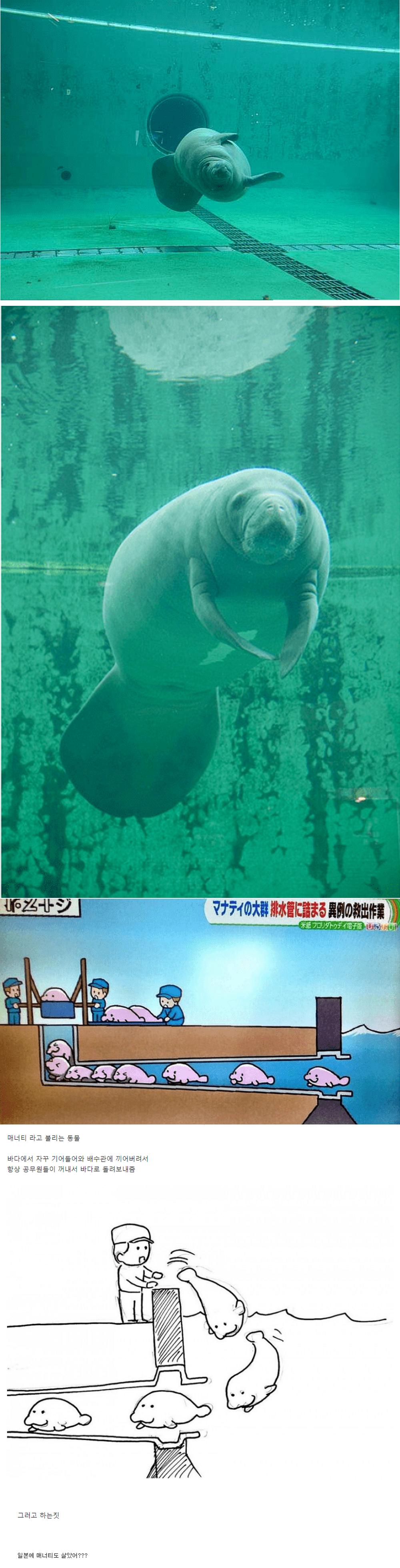 일본 배수관에 자주 출몰하는 놈.png.jpg