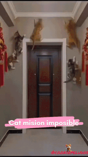 bt215263301ae268364431bce91243f69c.gif