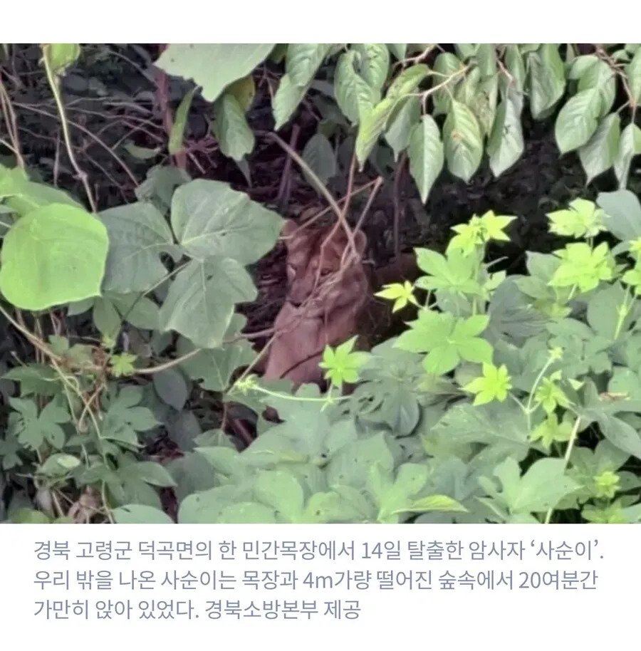 1.webp.ren.jpg 평생 갇혀살던 사자가 탈출해서 한 것