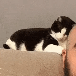 bt462c4c361f399fefe6cc406e306bdeed.gif