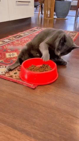 bt2f94c7d0bf80eade7a26241fbfe7e36c.gif