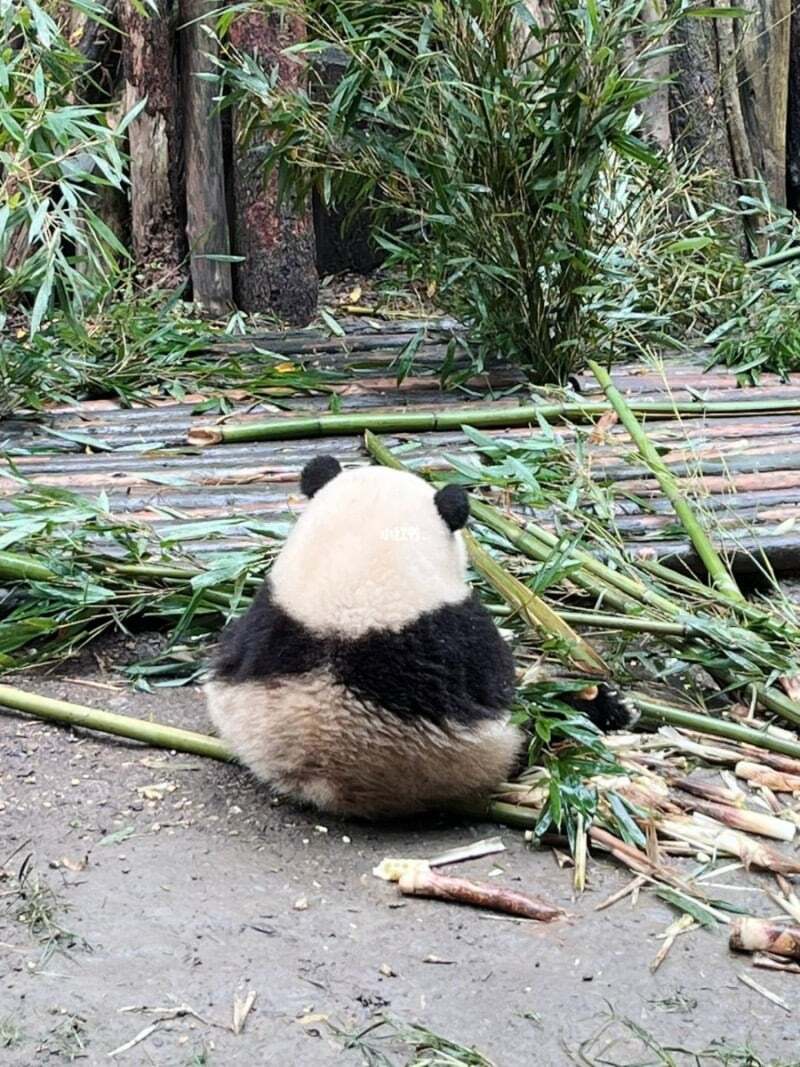 Internet_20230919_161937_7.jpeg 포텐에 올라온 판다 다른 사진들 ㅋㅋㅋ.jpg