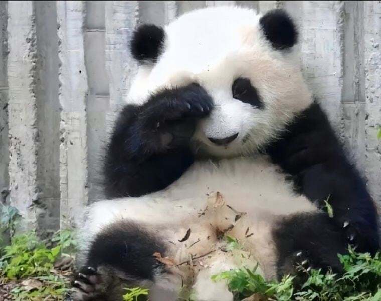 Internet_20230919_161937_12.jpeg 포텐에 올라온 판다 다른 사진들 ㅋㅋㅋ.jpg
