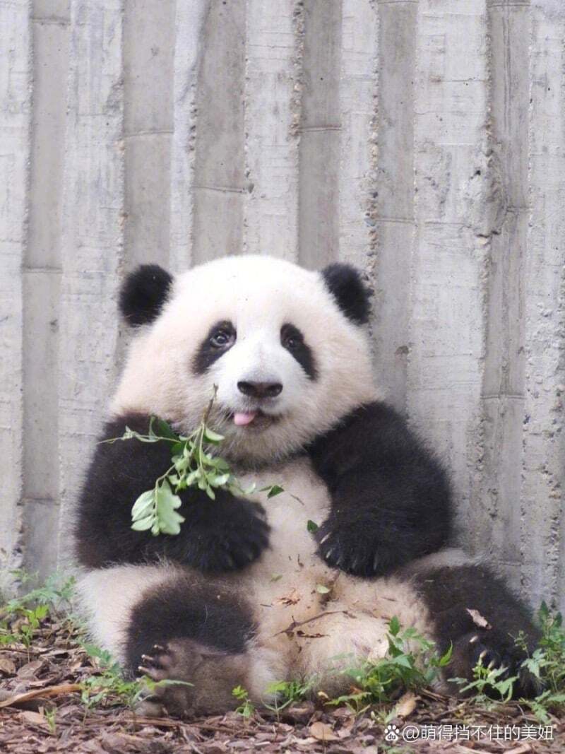 Internet_20230919_161937_13.jpeg 포텐에 올라온 판다 다른 사진들 ㅋㅋㅋ.jpg