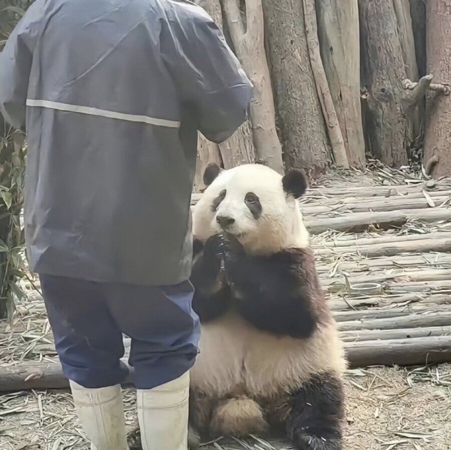 78660f29dac171278cfbacacaf851112.jpg 포텐에 올라온 판다 다른 사진들 ㅋㅋㅋ.jpg