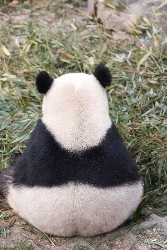 Internet_20230919_161937_9.jpeg 포텐에 올라온 판다 다른 사진들 ㅋㅋㅋ.jpg
