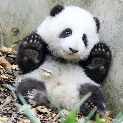 Internet_20230919_161937_4.jpeg 포텐에 올라온 판다 다른 사진들 ㅋㅋㅋ.jpg
