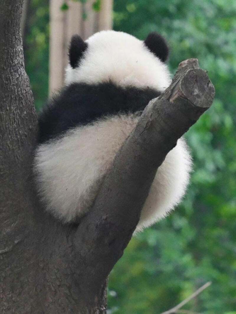 Internet_20230919_161937_6.jpeg 포텐에 올라온 판다 다른 사진들 ㅋㅋㅋ.jpg