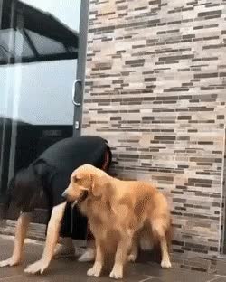 6f5444e4a5d7f70edd9d6e101071fff090a3addf.gif