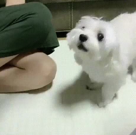 36fd0e928fdef8006350db3f13862f61186ca2f9.gif
