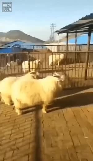 e_sc6f5c6003_3bb831053031adb2a6656783918418d461e1acbf.gif