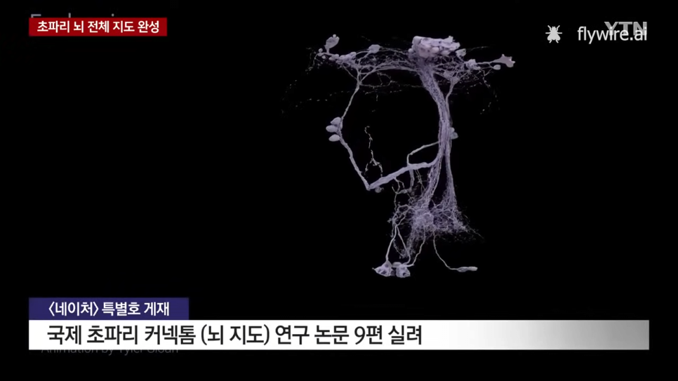 초파리 뇌 전체 지도 완성했다