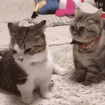 20210805_151028.gif