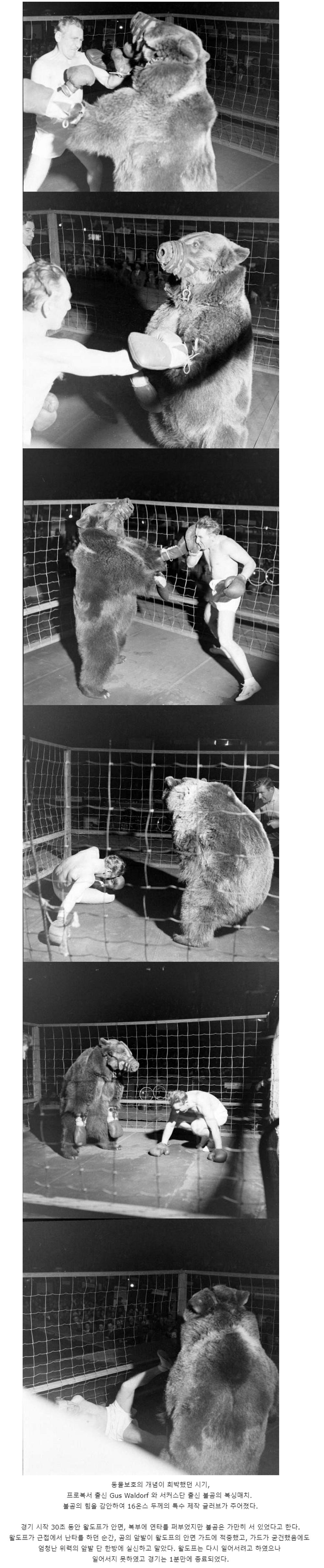 1949년 곰과 인간의 복싱대결.png.jpg