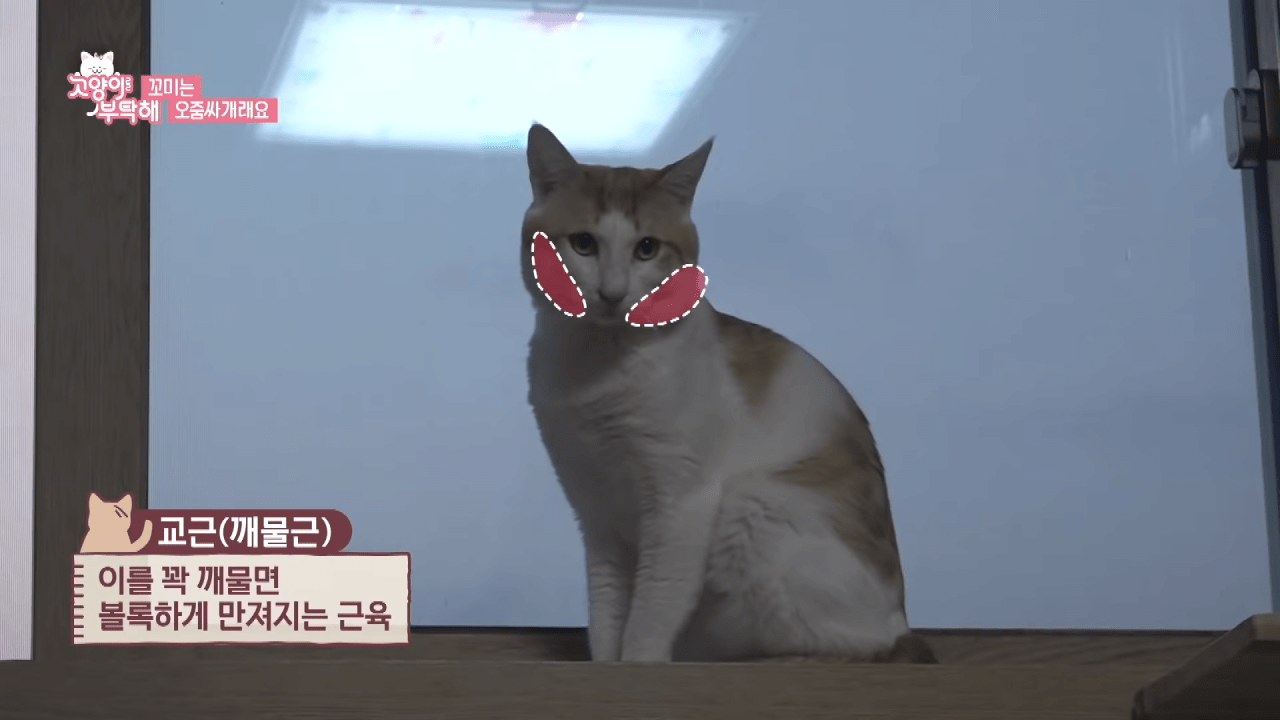 자꾸 소변실수하는 고양이 역대급 반전 ㄷㄷ.jpg (3).png