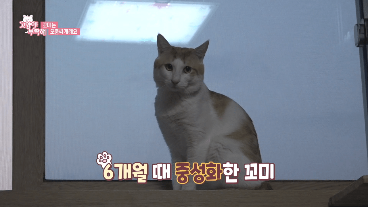 자꾸 소변실수하는 고양이 역대급 반전 ㄷㄷ.jpg.png