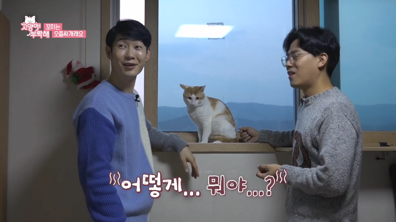 자꾸 소변실수하는 고양이 역대급 반전 ㄷㄷ.jpg (7).png
