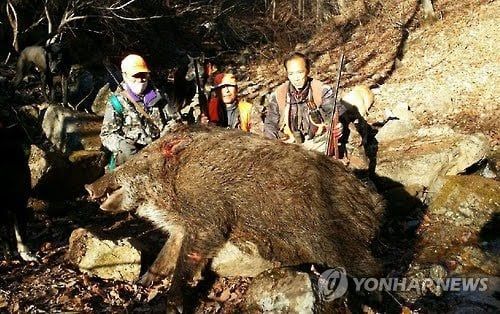 3.jpg 한반도에서 가끔씩 발견된다는 괴물 멧돼지들ㄷㄷㄷㄷ