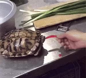 i14673133379.gif