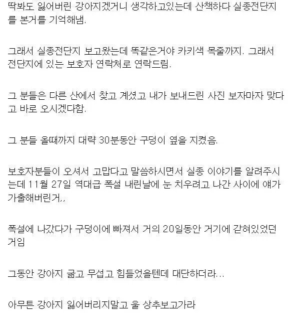 20일 동안 실종된 개를 구조한 강아지 상추