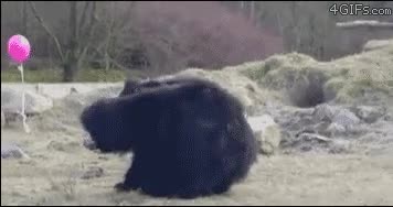 5.gif