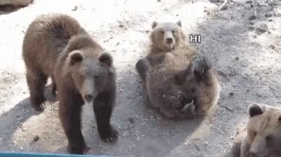 7.gif