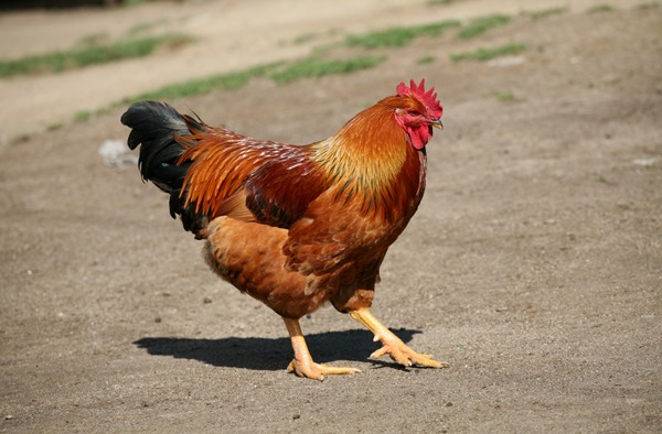 img.jpg