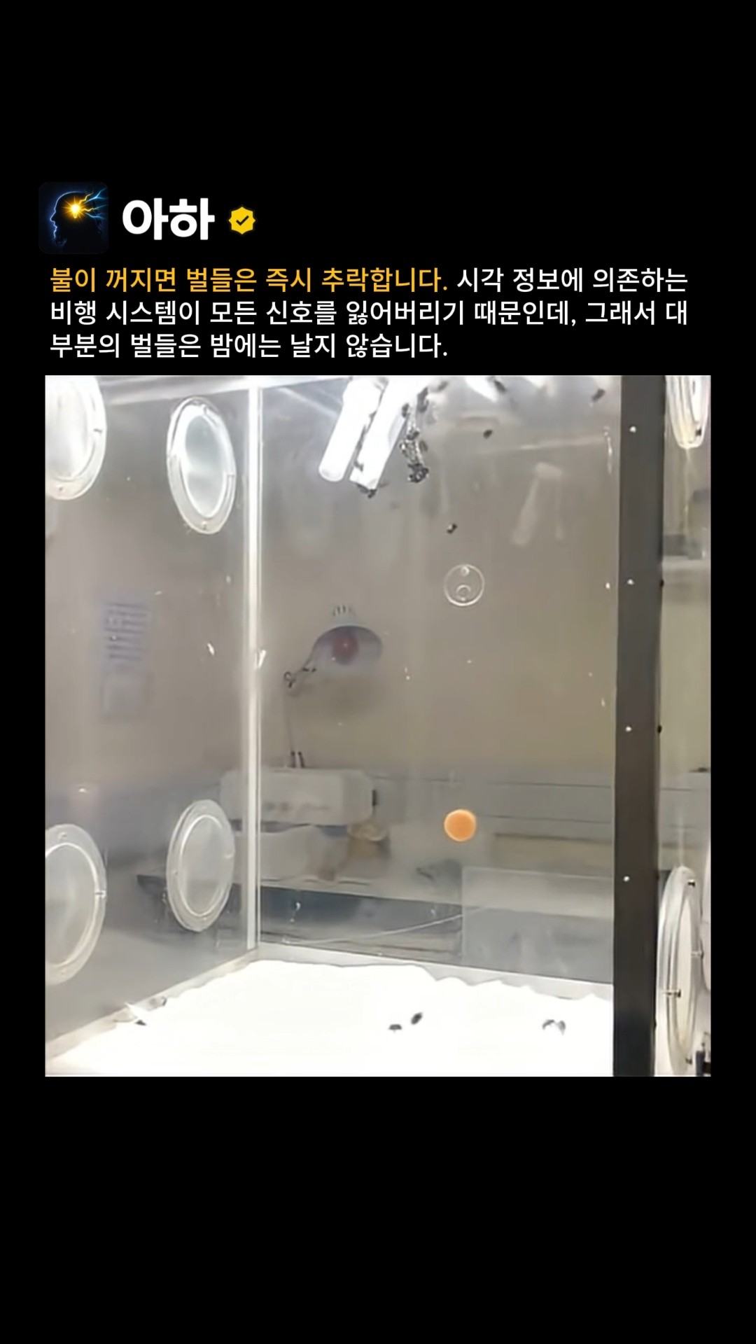 꿀벌들이 밤에는 일하지 않는 이유