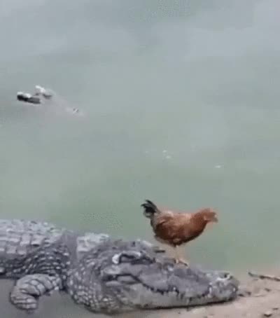 60e55e2e03265_IFR8S6oM_1f00b4ad67f2ae533989794c046d5543556e51d6.gif