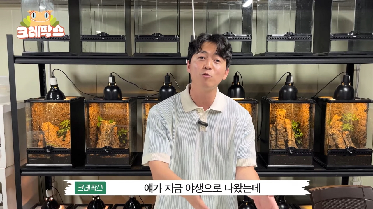 23.png 파충류 전문가가 본 영주 왕도마뱀, 비단뱀, 악어 유기 사건