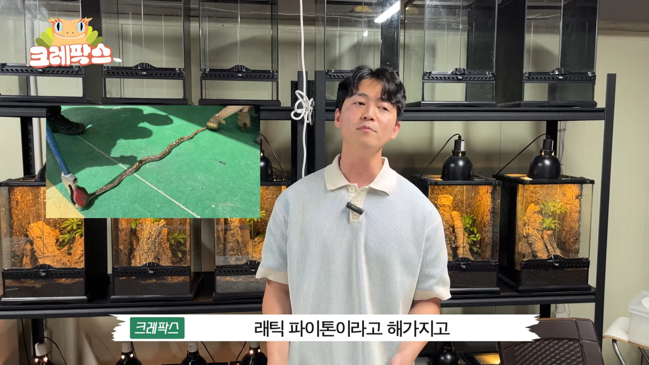 32.png 파충류 전문가가 본 영주 왕도마뱀, 비단뱀, 악어 유기 사건