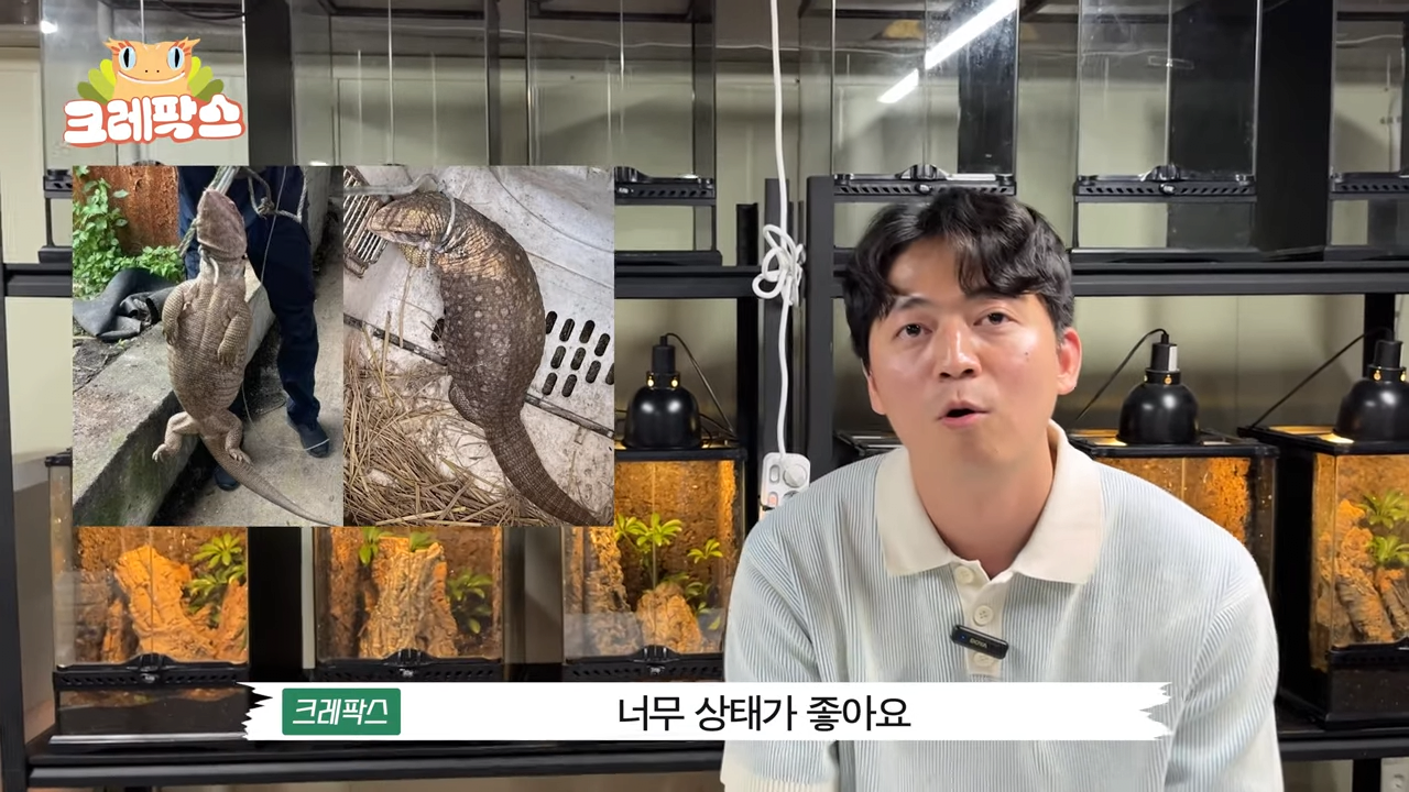 2.png 파충류 전문가가 본 영주 왕도마뱀, 비단뱀, 악어 유기 사건
