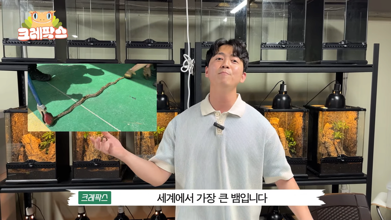 33.png 파충류 전문가가 본 영주 왕도마뱀, 비단뱀, 악어 유기 사건