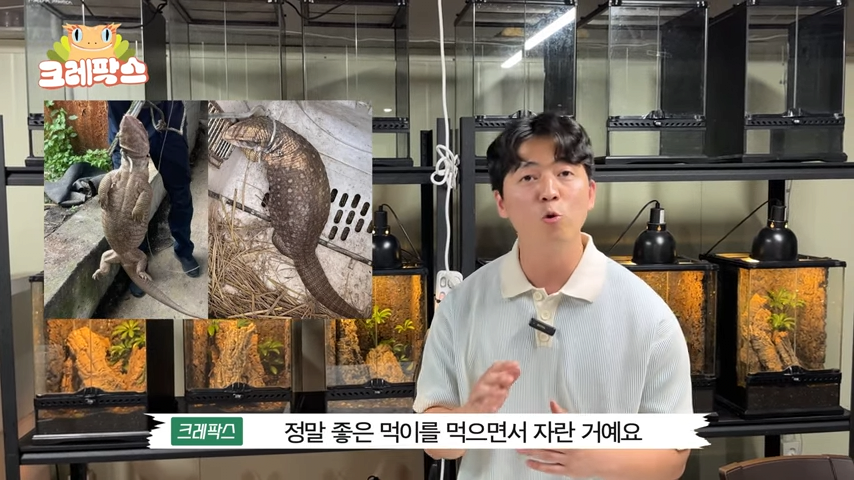 6.png 파충류 전문가가 본 영주 왕도마뱀, 비단뱀, 악어 유기 사건