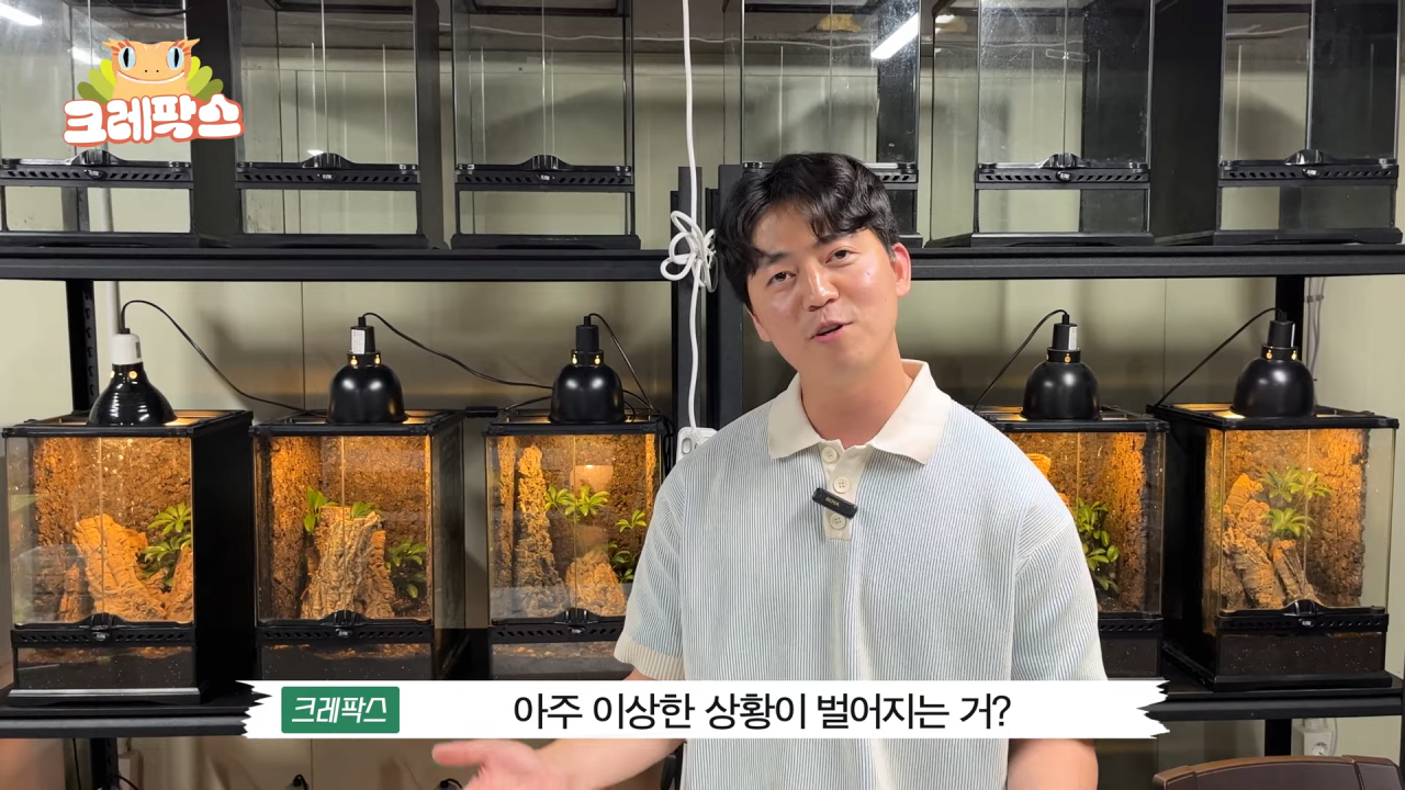 37.png 파충류 전문가가 본 영주 왕도마뱀, 비단뱀, 악어 유기 사건
