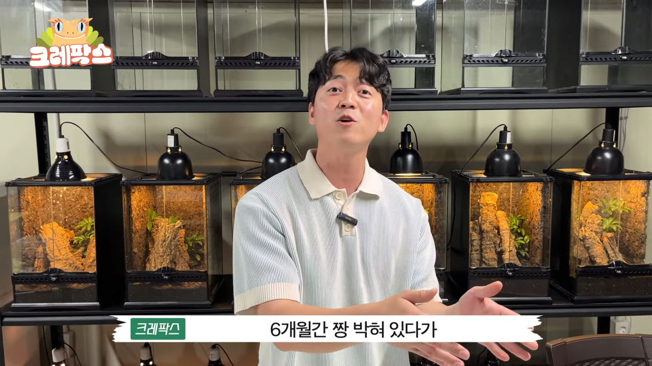 36.png 파충류 전문가가 본 영주 왕도마뱀, 비단뱀, 악어 유기 사건