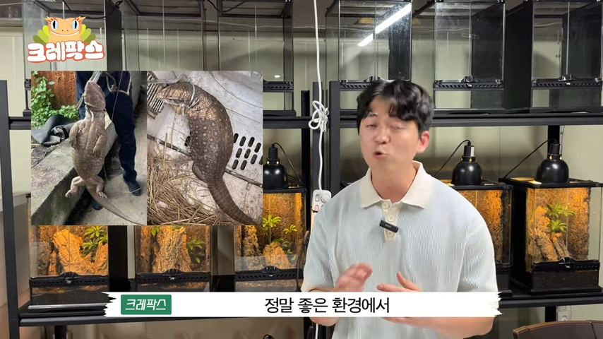 5.png 파충류 전문가가 본 영주 왕도마뱀, 비단뱀, 악어 유기 사건