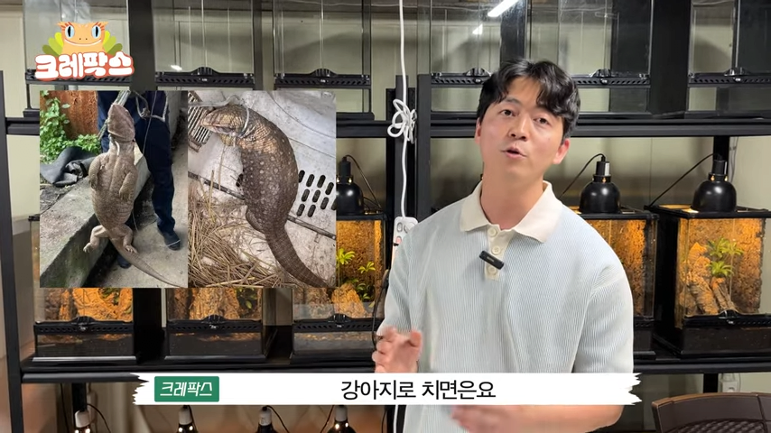3.png 파충류 전문가가 본 영주 왕도마뱀, 비단뱀, 악어 유기 사건