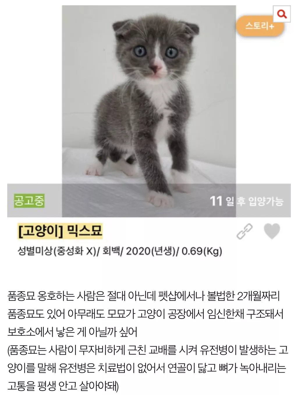 보호소에도 애기 많아 5번째 사진