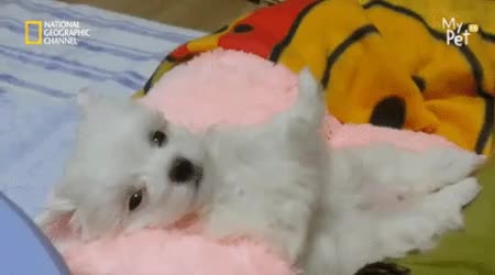 강아지.gif