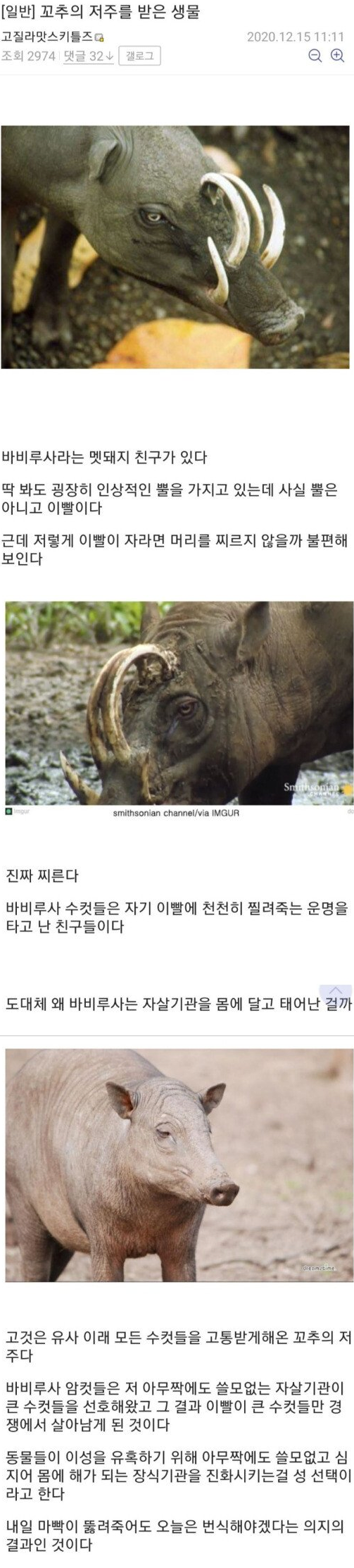 저주 동물.png